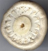 Agaric des jachères. Cliquer pour agrandir l'image. Agaric des jachères. Cliquer pour agrandir l'image.