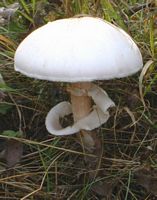 Agaric des jachères. Cliquer pour agrandir l'image.