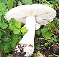Agaric des jachères. Cliquer pour agrandir l'image.