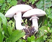 Agaric des jachères. Cliquer pour agrandir l'image.