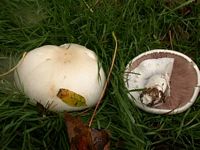 Agaric des jachères. Cliquer pour agrandir l'image.