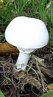 Agaric des jachères. Cliquer pour agrandir l'image.