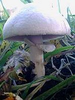 Agaric des jachères. Cliquer pour agrandir l'image.