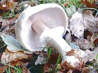 Agaric des jachères. Cliquer pour agrandir l'image.