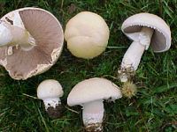 Agaric des jachères. Cliquer pour agrandir l'image.