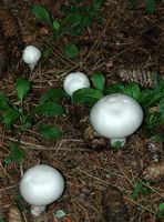 Agaric des jachères. Sauterre. Cliquer pour agrandir l'image.