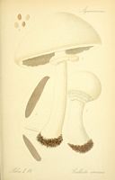 Agaric des jachères. Planche d'identification Thomé 084a. Cliquer pour agrandir l'image.