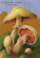 Agaric des jachères. Dessin d'identification. Cliquer pour agrandir l'image.
