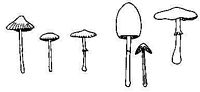 Bolbitiacées. Cliquer pour agrandir l'image.