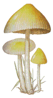 Bolbitiacées. Dessin du bolbice jaune d'oeuf (Bolbitius vitellinus). Cliquer pour agrandir l'image.