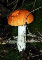 Bolet orangé. Aux Roches. Cliquer pour agrandir l'image.