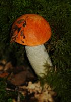 Bolet orangé. Aux Roches. Cliquer pour agrandir l'image.