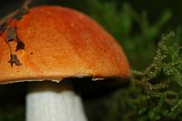 Bolet orangé. Aux Roches. Cliquer pour agrandir l'image.