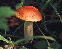 Bolet orangé. Cliquer pour agrandir l'image.