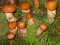 Bolet orangé. Cliquer pour agrandir l'image.