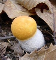 Bolet orangé. Cliquer pour agrandir l'image.