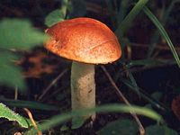 Bolet orangé. Cliquer pour agrandir l'image.