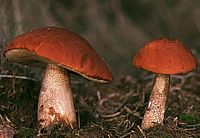 Bolet orangé. Cliquer pour agrandir l'image.
