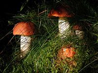 Bolet orangé. Cliquer pour agrandir l'image.
