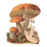 Bolet orangé. Dessin. Cliquer pour agrandir l'image.
