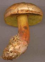 Bolet pulvérulent. Cliquer pour agrandir l'image.