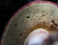 Bolet tomenteux. Pores. Cheires de Côme. Cliquer pour agrandir l'image.