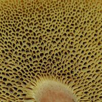 Bolet tomenteux. Pores. Cheires de Côme. Cliquer pour agrandir l'image.