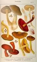 Cortinaires. Planche Ricken 47. Cliquer pour agrandir l'image.
