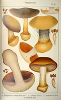 Cortinaires. Planche Ricken 36. Cliquer pour agrandir l'image.
