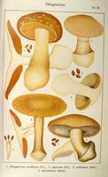 Cortinaires. Planche Ricken 39. Cliquer pour agrandir l'image.