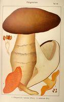 Cortinaires. Planche Ricken 40. Cliquer pour agrandir l'image.