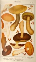 Cortinaires. Planche Ricken 43. Cliquer pour agrandir l'image.