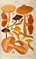 Cortinaires. Planche Ricken 48. Cliquer pour agrandir l'image.