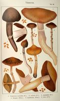 Cortinaires. Planche Ricken 49. Cliquer pour agrandir l'image.