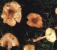 Lépiote de Josserand. Cliquer pour agrandir l'image.