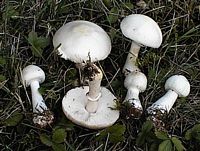 Lépiote pudique. Cliquer pour agrandir l'image.