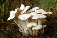 Lyophylle en touffe. Cliquer pour agrandir l'image.