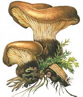 Paxille à pied noir. Dessin. Cliquer pour agrandir l'image.