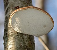 Polypore du bouleau. Sur bouleau. Chanat. Cliquer pour agrandir l'image.