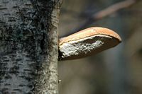 Polypore du bouleau. Sur bouleau. Chanat. Cliquer pour agrandir l'image.