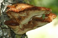 Polypore hispide. Sur noyer. Côtes de Clermont. Cliquer pour agrandir l'image.
