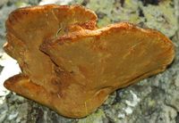 Polypore hispide. Sur noyer. Côtes de Clermont. Cliquer pour agrandir l'image.