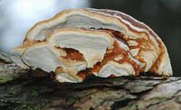 Sur pin sylvestre. Puy des Gouttes. Cliquer pour agrandir l'image.