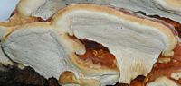 Sur pin sylvestre. Puy des Gouttes. Cliquer pour agrandir l'image.