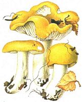 Russule ocre et blanc. Dessin. Cliquer pour agrandir l'image.