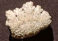 Schizophylle commun. Cliquer pour agrandir l'image.