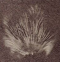 Schizophylle commun. Cliquer pour agrandir l'image.