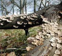 Schizophylle commun. Cliquer pour agrandir l'image.