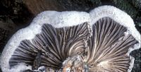 Schizophylle commun. Cliquer pour agrandir l'image.