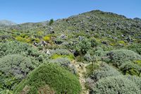 La flore et la faune de l’île de Crète. La phrygana dans la région de Kallikratis près de Sfakia. Cliquer pour agrandir l'image dans Adobe Stock (nouvel onglet).